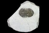 Bargain, Scabriscutellum Trilobite - Morocco #142178-1